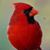 Sess Brown's profile image