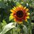 Cathy Kelsay's profile image