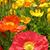 Sharon Jordan-Flury's profile image