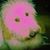 MarDog Smith's profile image