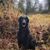 Susan Shingleton's profile image