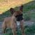Cindy Brightsman Cornelius's profile image