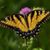 Donna Matterson's profile image