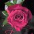 Pamela Green's profile image