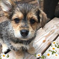 Carol Hobbs Metzdorf's profile image