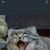 Cheryl Miye Poff's profile image
