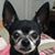 Ponchito Rodriguez Rodrigues's profile image