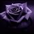 Vanessa Franco-Garcia's profile image