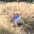 Melissa Askeland's profile image