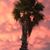 Lori Osterhout McClellan's profile image