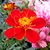 Denise Montgomery Roeder's profile image