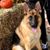 Patti Grossner Harker's profile image