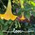 Linda Gazzolo's profile image