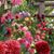 Michelle Hares Sibio's profile image