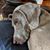 Cari Harned-Sirls's profile image