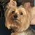 Bonnie Lonnevik's profile image