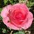 Margaret Maguire's profile image