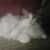 Lois Ann Montgomery's profile image