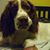 Janice Anderson's profile image