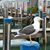 John Ferenz's profile image