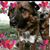 Desi Plotner's profile image