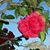 Susan Clay Cole's profile image