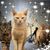 Keran Flynn's profile image
