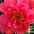 Rebecca Schrampfer's profile image