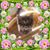 Susan Murphy's profile image