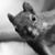 Phyllis Duguay's profile image