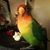 Rosaicela Vallejo's profile image