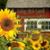 Linda Pace's profile image