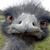 Paula Zing Titzl's profile image