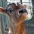 Chris Elliott's profile image