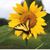 Pat Dirlam Holland's profile image