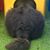Sue Fink's profile image