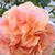 Diane Taylor's profile image