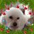 Dianne Florio's profile image