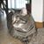 Laura Sanchez-Anguiano's profile image