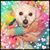 Samantha Sunni Ostrow's profile image