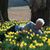 Nancy Marrison's profile image