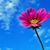 Miriam Rivera Dentino's profile image