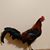 Janet Chronister's profile image