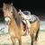 Pongo Alameda's profile image