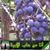 Penina Sarah's profile image