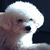 Jeanie Williams O'Bryant's profile image