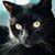 Kathy Tonelli's profile image