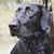 Carlos Alberti's profile image