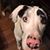 Jake D. Taylor's profile image