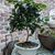 Ann L Rutter's profile image
